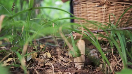 A girl in boots picks mushrooms in the forest. Basket and mushrooms close-up.