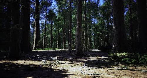 Forest with Tall Trees and Sunlight Filtering Through at Midday