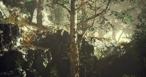 Serene Forest Landscape with Sunlight Filtering Through Trees at Dawn