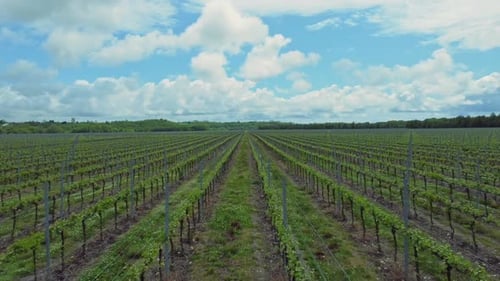 Top Iew of Agricultural Plants Growing on Fields of Farm on Summer Day Irrl