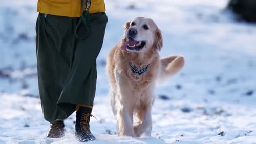 Woman Walking With Golden Retriever Dog On Snowy Meadow