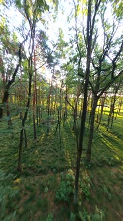 Drone FPV volant près des arbres dans la forêt d'été au soleil du matin