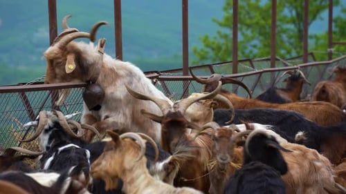 Herd of Goats Grazing by the Barn, Long-Horned Goat in a Picturesque Countryside Setting, Rural Sere