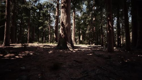 Huge Redwoods Located at the Sequoia National Park