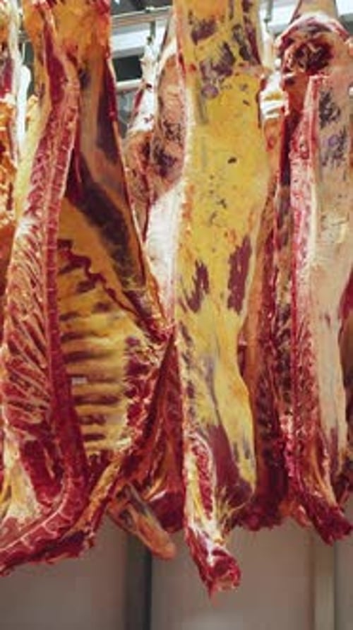 Beef Carcasses Hanging in a Meat Processing Plant