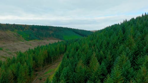 Lush Mountain Coniferous Forest Covering Steep Slopes with Distant Peaks Ahead Green Pine Woodland