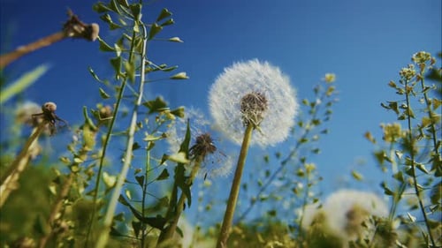 Calm Sunlit Meadow with Dandelion Seeds Drifting in Breeze