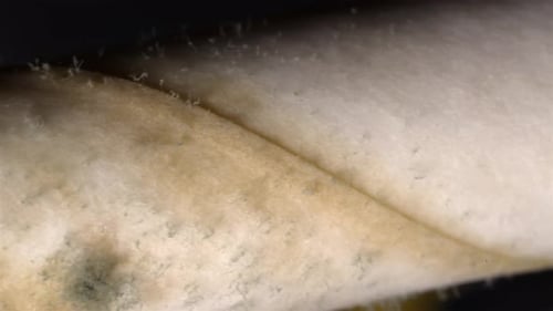 Mold Growing on Bread Close Up View