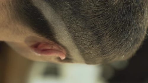 Mit Hilfe der Haarschnittmaschine schneidet der Friseur das Haar des Kunden von der Seite ab und macht darüber eine große Linie