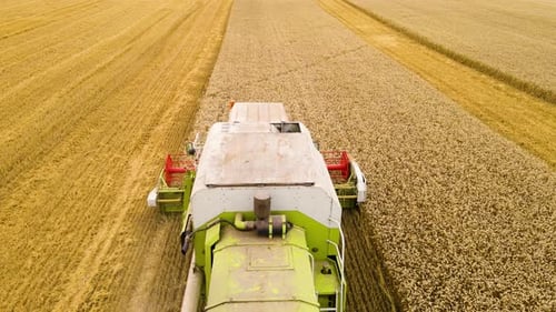 Combine Harvester Machine Working in Agriculture Wheat Field and Collect Ripe Grain