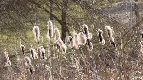 Cattails Swaying in Warm Spring Sunlight