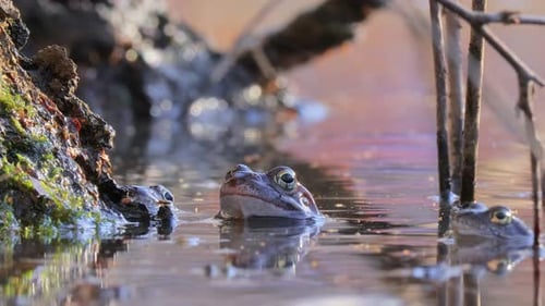 Brown frog (Rana temporaria) close-up in a pond.