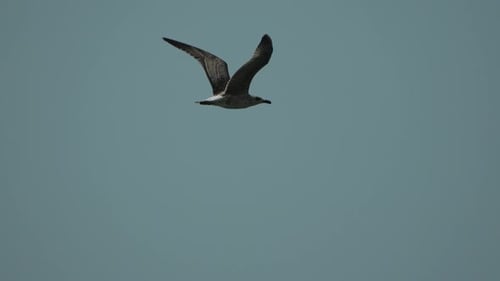 Seagull Flying Soaring Bird Against Clear Blue Sky Majestic Freedom in Nature