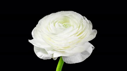 White Ranunculus Flower Blooming on Black Background