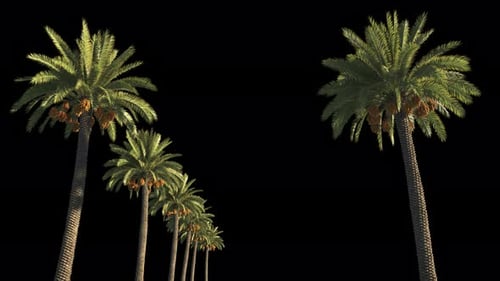Realistic Palm Trees Swaying Alpha Channel Animation