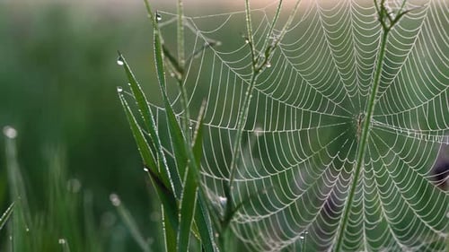 Taufrisches Spinnennetz, das im Morgensonnenlicht glitzert