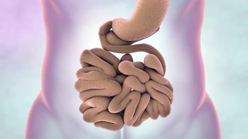 Gastric Bypass Surgery Animation of Shrinking Stomach and Intestines