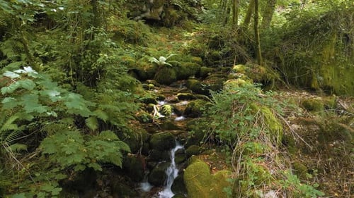Freshwater Stream Flowing From The Creek In A Jungle. Parallax Shot