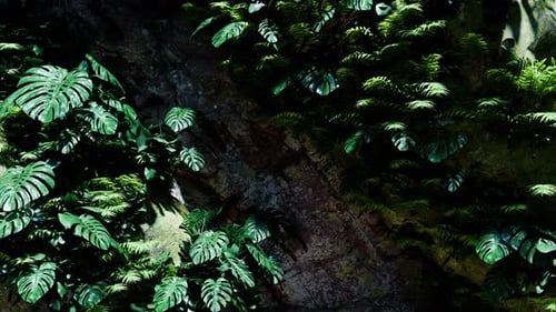 Ferns Cling To Rock Walls In A Tropical Forest 01 4K