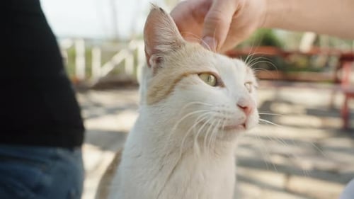 I'm Stroking A Stray Cat on the Street, he's Hoarse and Funny Meows. close-up