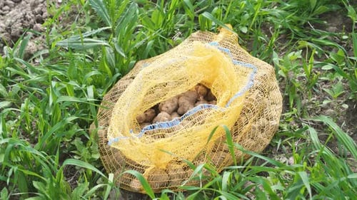 Bag of Seed Potatoes in Green Garden