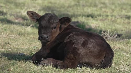 Baby black cow calf sitting in the sun in a green pasture