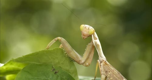 Praying Mantis