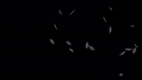 Feather Blowing in the Wind