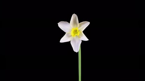 Narcissus Flower Blooming Time Lapse on Black