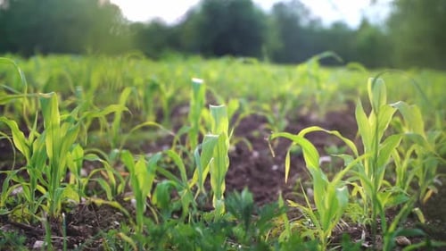 Young Corn Seedlings Sprouting on Agricultural Field