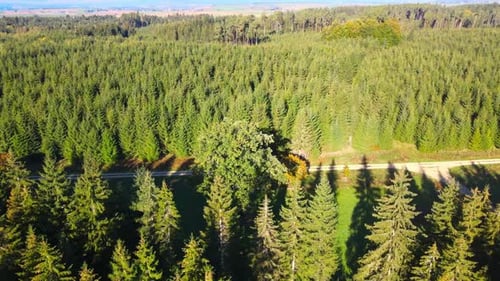 cinematic flight in the morning in a forest