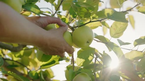 Sorgfältig von Hand einen grünen Apfel von einem sonnenbeschienenen Ast in einem Obstgarten pflücken, der die Natur symbolisiert