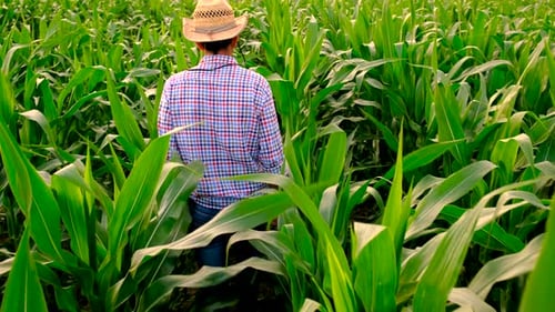 Farmer in a Corn Field Selective Focus