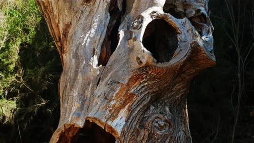 Hollow Tree Trunk with Holes in Forest