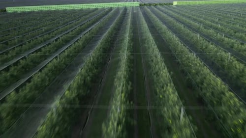 Aerial View of Orchard with Protective Netting