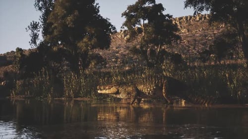 Crocodile se reposant au bord de l'eau dans un environnement naturel serein au coucher du soleil