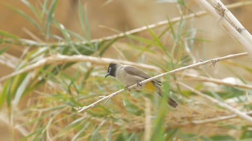 Bulbul ventilado amarillo sobre lengüeta