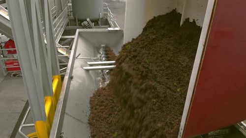 Mid-shot panning right as crushed grapes pour from red bin into metal trough and spiral processor.