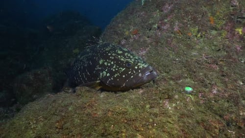 grouper resting on reef