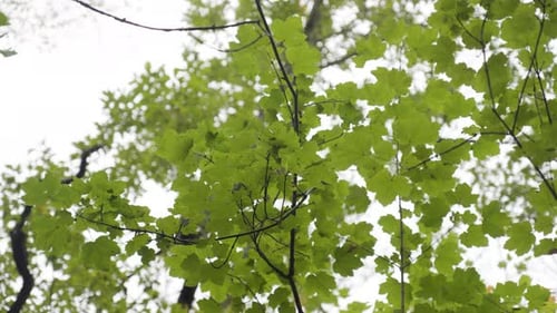 Lush Green Canopy in Millau Forest