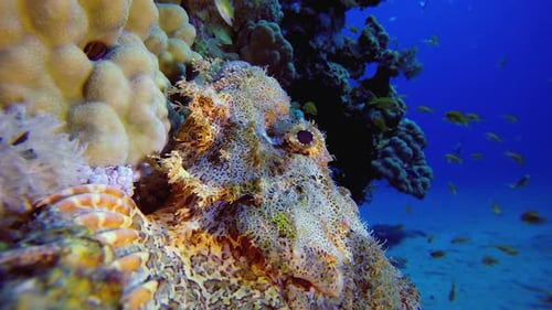 Tropischer Skorpionfisch