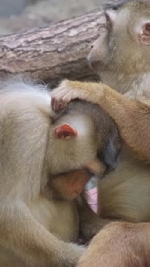 Vidéo d'un groupe de singes assis l'un à côté de l'autre sur un rocher vertical