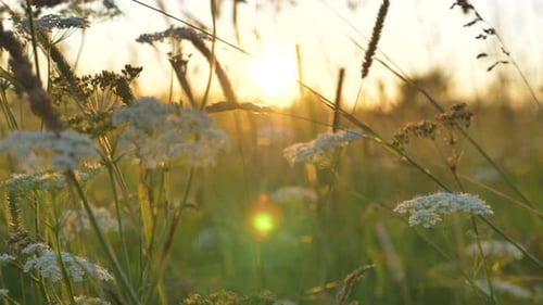 Sun Setting Behind a Field of Wildflowers and Grasses Casting a Golden Glow and Creating a Bokeh