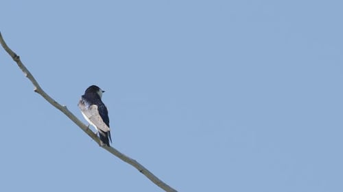 Iridescent blue and white Tree Swallow perches on branch in blue sky