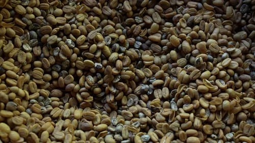 Raw Coffe Beans 48
