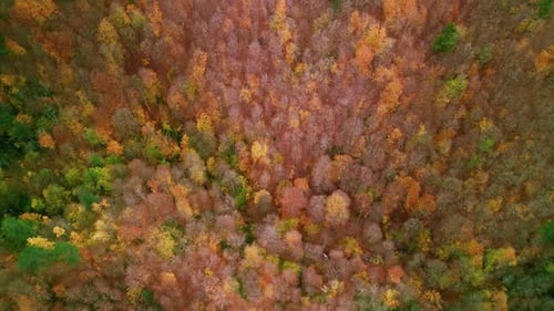 Aerial View Of The Autumn Forest