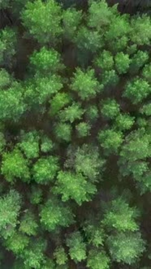 View of the Forest From Helicopters Clip Huge Tall Green Trees in the Forest Next to the Road
