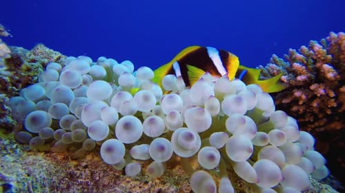 Clownfish swimming around their anemone in clear water