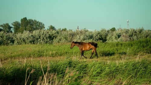 A beautiful brown horse grazes peacefully in a lush meadow on a sunny day.