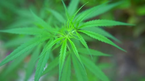 Rauschmittel werden aus den Blättern der Cannabispflanze hergestellt.
